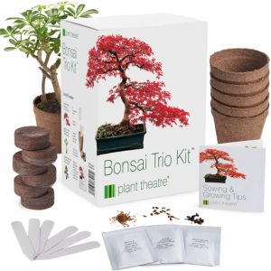 Plant Theatre bonsai tree kit